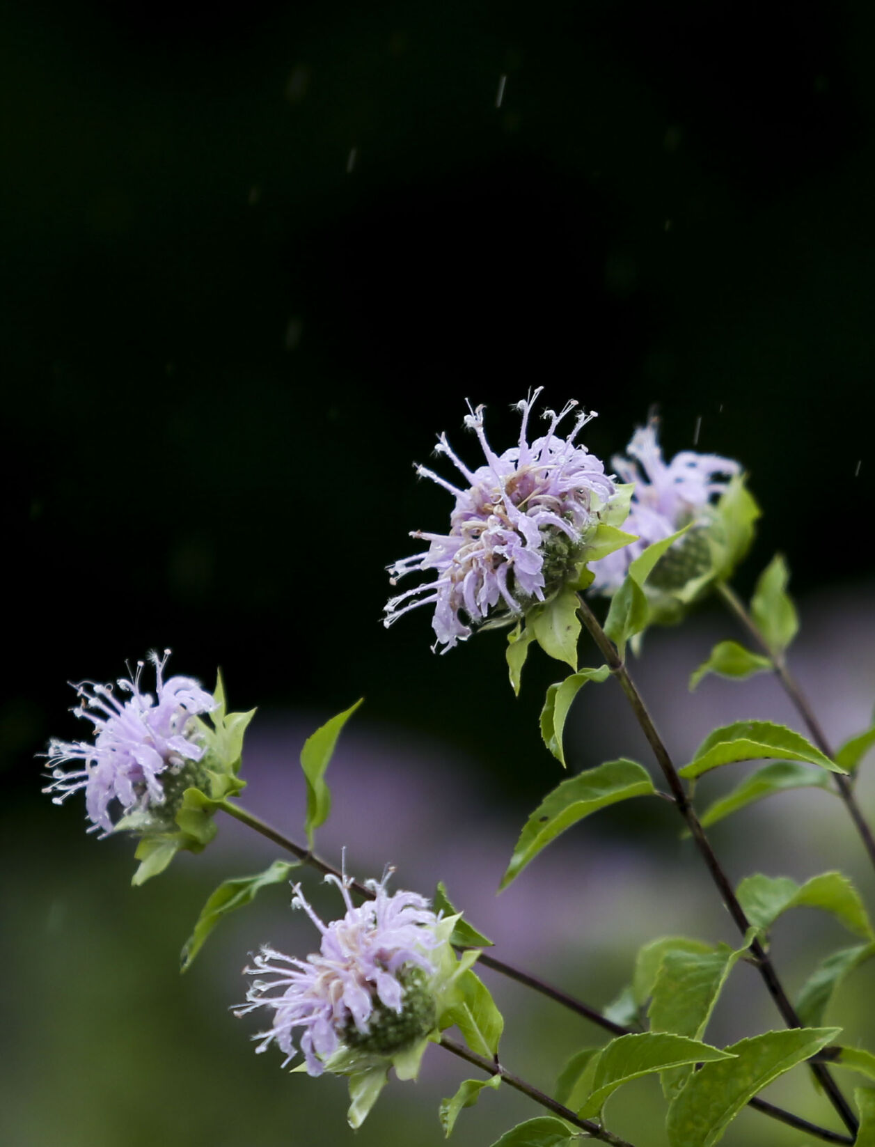 071520-qc-rainfeature-04.JPG
